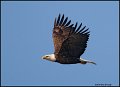 _0SB8994 american bald eagle